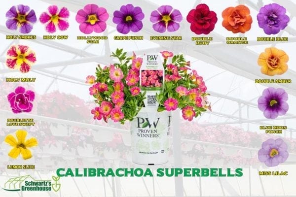 calibrachoa-superbells