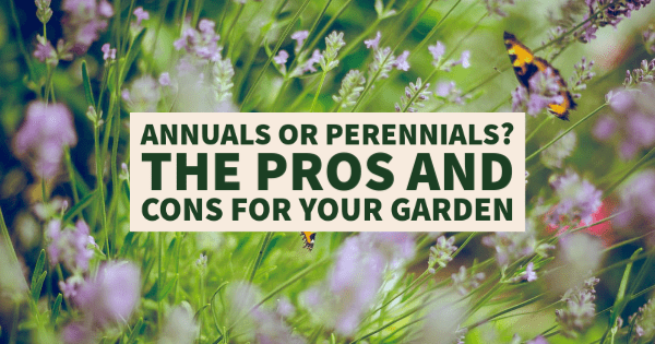 Annuals or Perennials