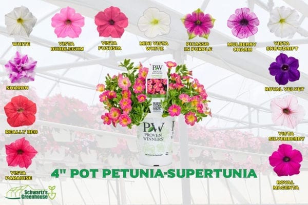 Petunias, Supertunia - Schwartz Greenhouse