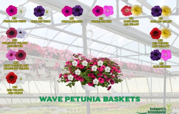 Petunias, Baskets