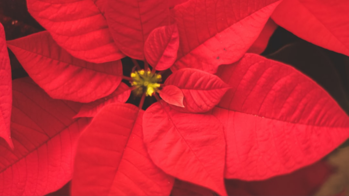 5 Helpful Tips For Poinsettia Care - Schwartz Greenhouse