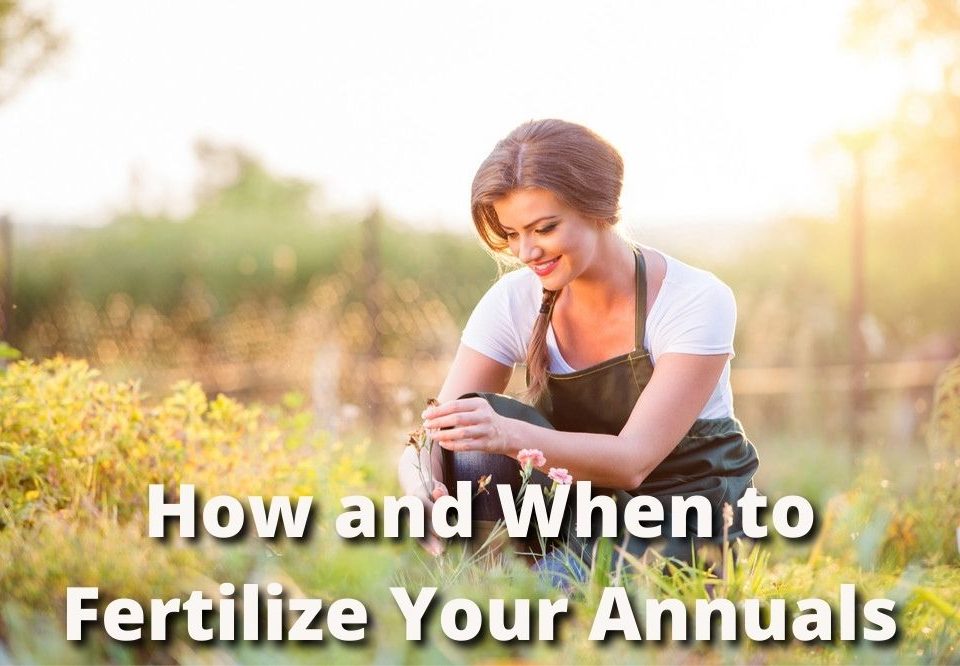 fertilize annuals