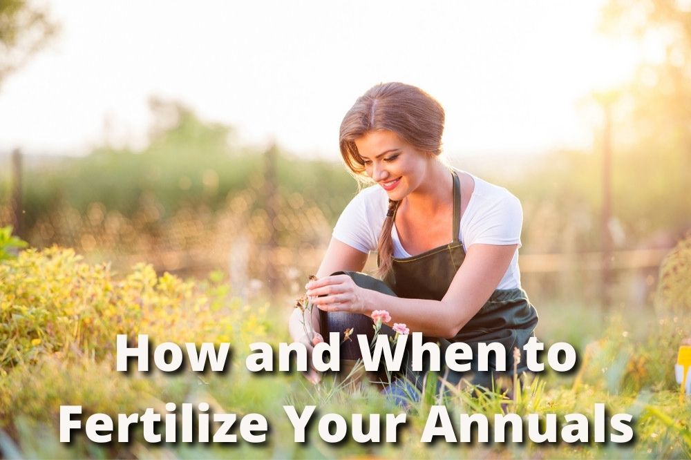 fertilize annuals