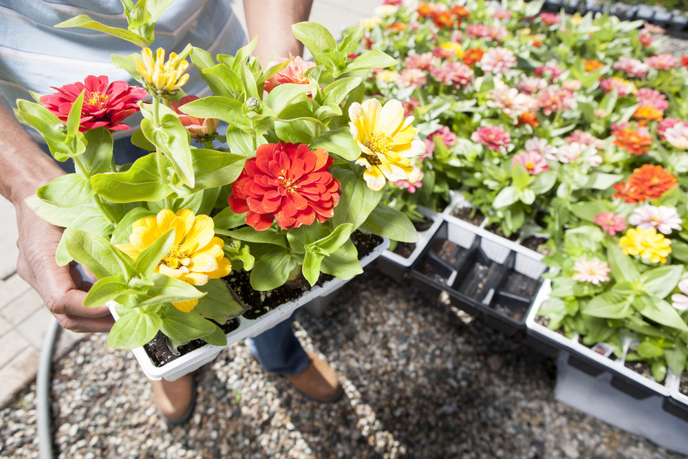 plant nursery