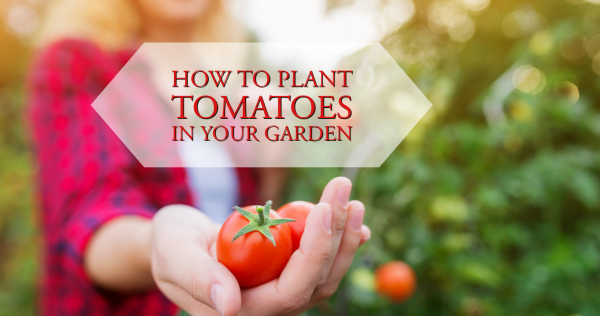 plant tomatoes
