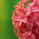 annuals
