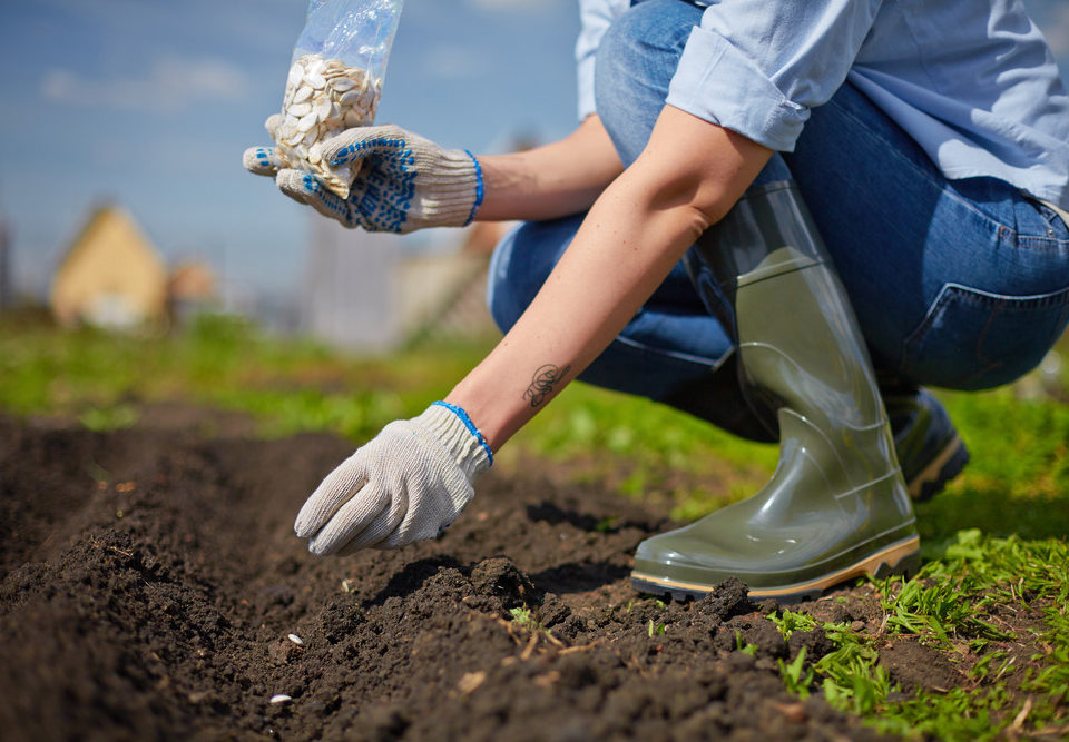 planting seeds