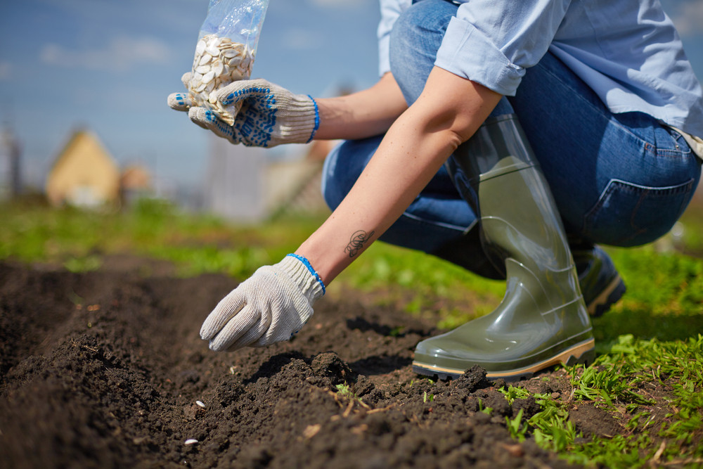 planting seeds