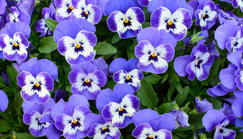 pansies