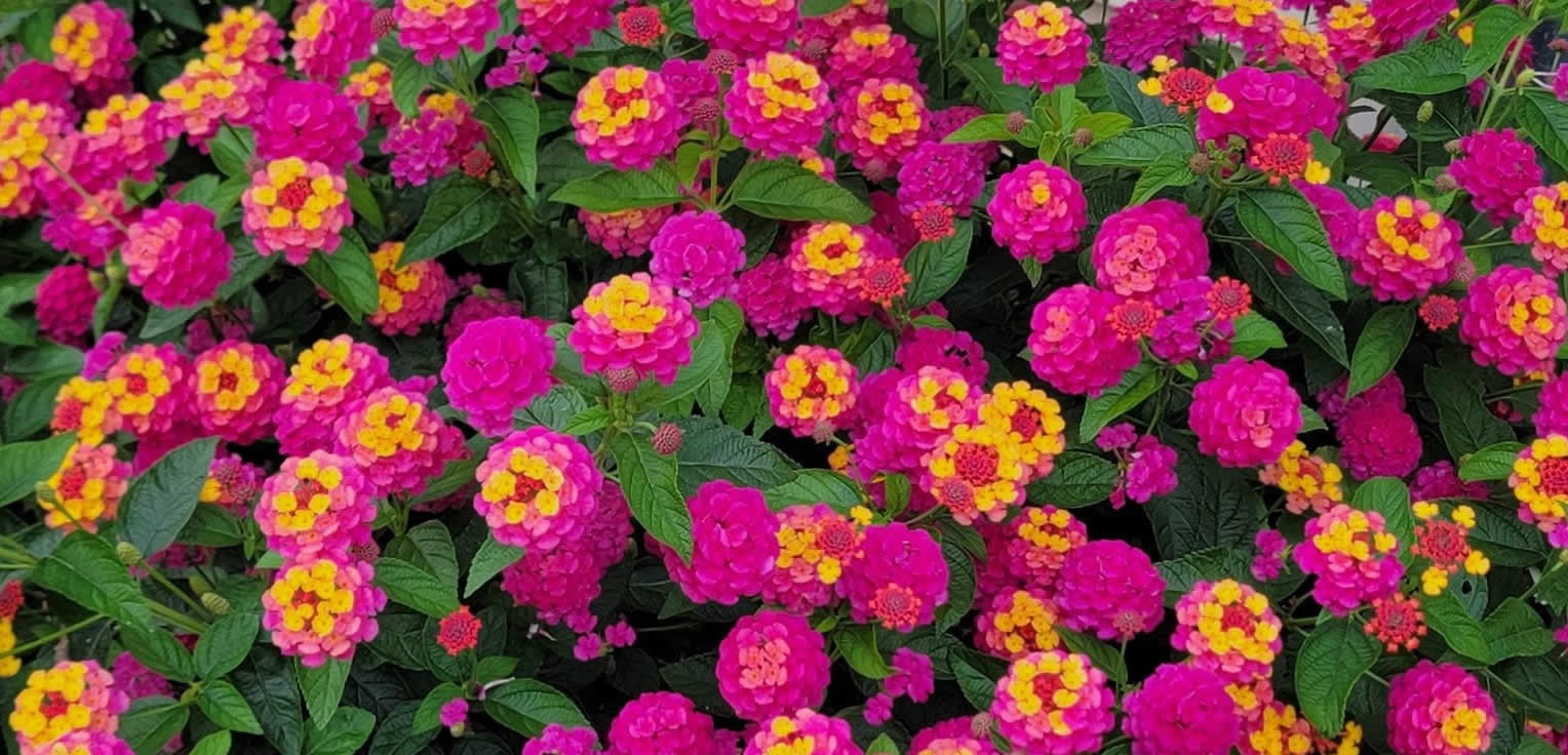 Schwartz's Greenhouse