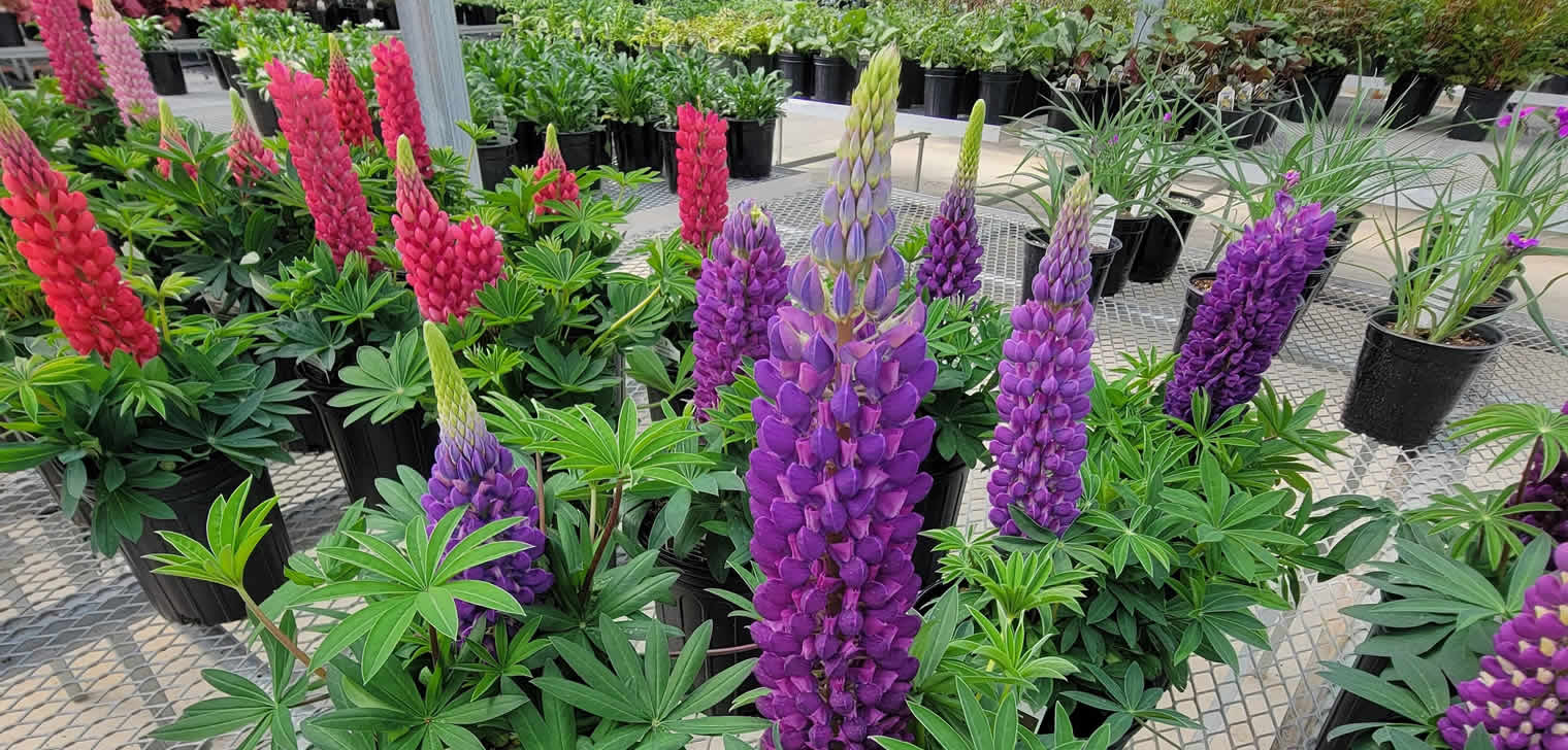 Celebrate Spring & Summer at Schwartz Greenhouse Schwartz Greenhouse