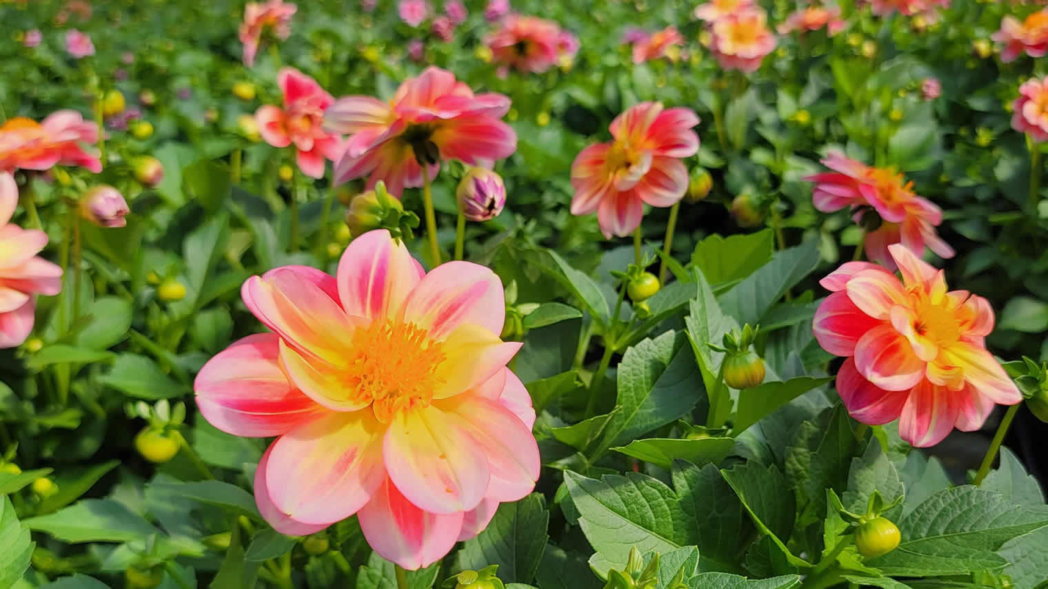 Schwartz's Greenhouse