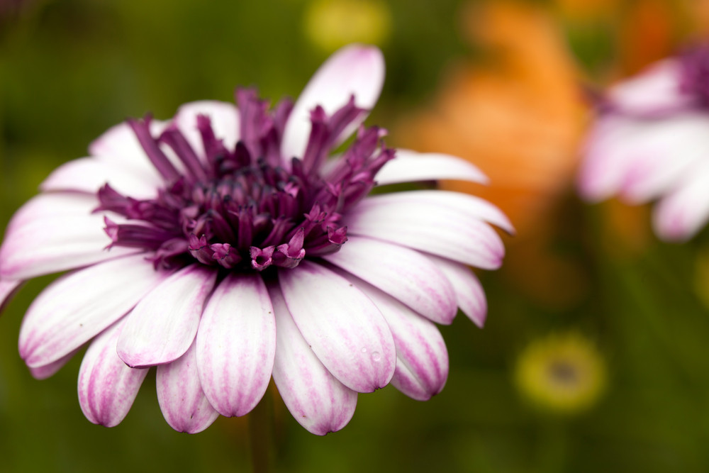 flower greenhouse