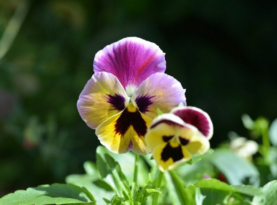 Yellow and purple pansy flowers that are tolerant of Michigan's cold spring