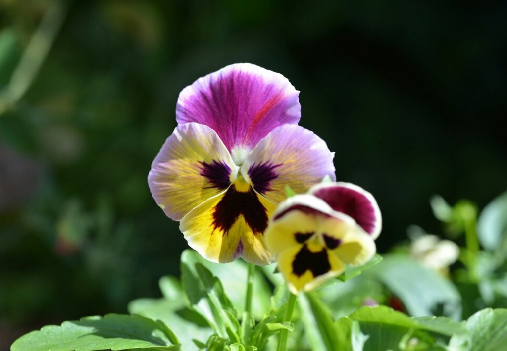 Yellow and purple pansy flowers that are tolerant of Michigan's cold spring