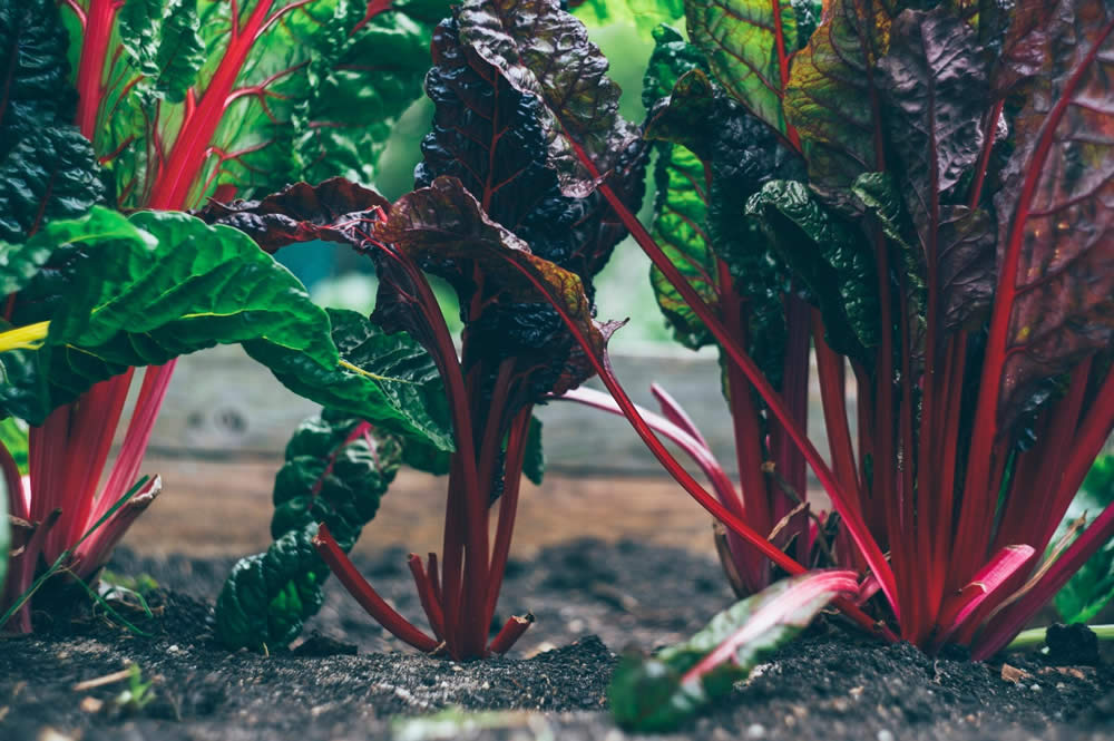 Colorful maroon, green, and yellow Swiss chard growing in Southern Michigan.