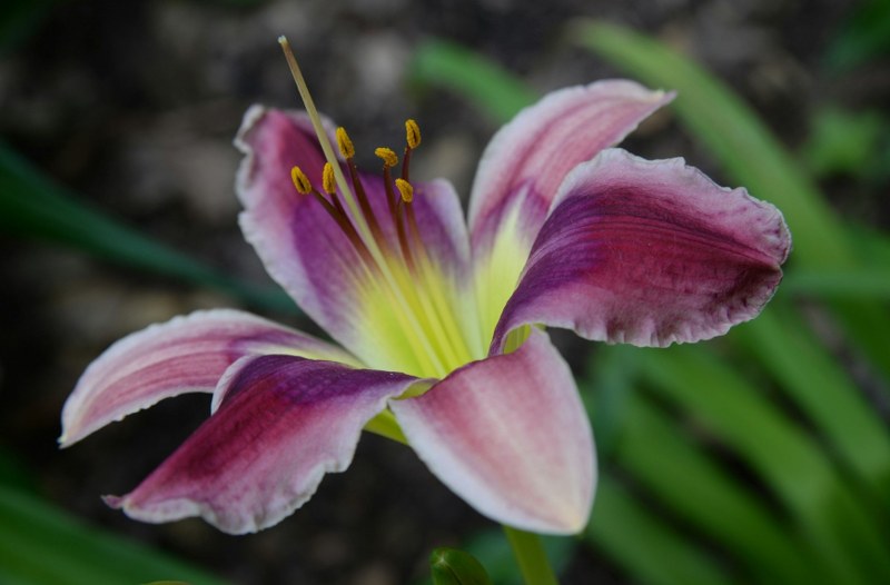 Daylily - Best Perennials to Plant