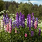 Lupine - Best Perennials to Plant