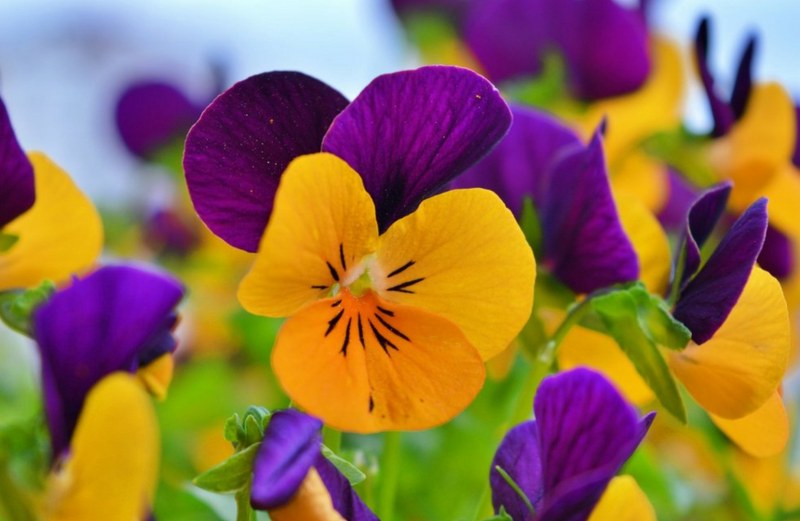 Pansy - 5 Hardy Flowers to Plant