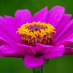 Zinnia - 5 Favorite Annuals to Plant