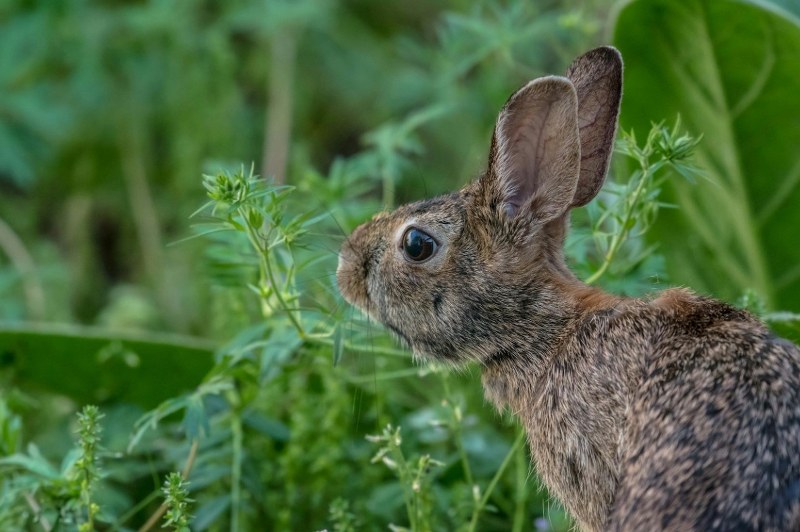 A rabbit eyeing a plant he should not be eating in a Downriver, Michigan garden.