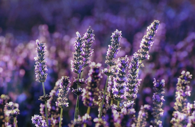 Purple lavender flowers, which help repel rabbits and deer in southern Michigan gardens.