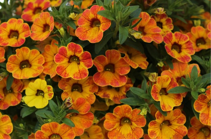 Orange and yellow calibrachoa flowers that are showstoppers for Michigan gardens.
