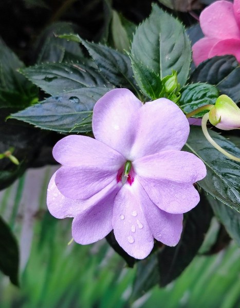 A lavender impatiens that is double flowering and is a perfect flower for Detroit gardens.