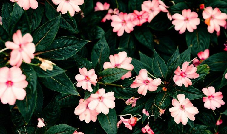 Pink impatiens peeking out of a bush and giving bright color to a Michigan garden.