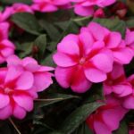 Two-toned pink impatiens flowers that make for a stunning garden display for Michigan gardens.