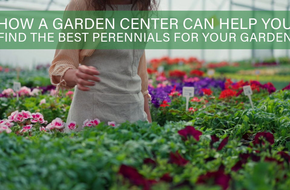 perennials