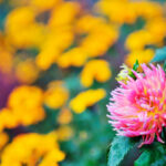 plant flowers