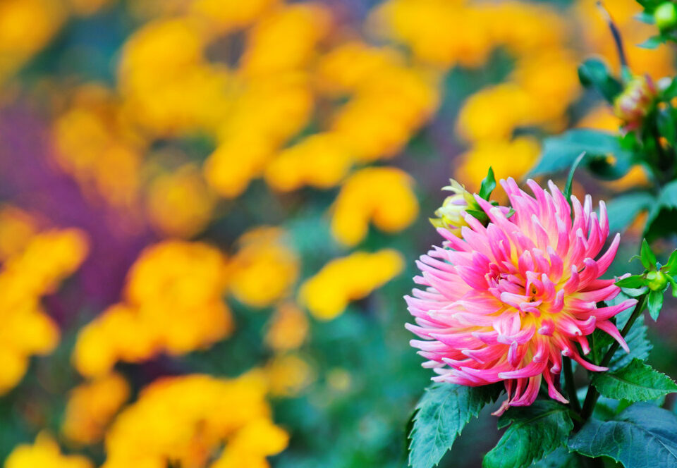 plant flowers