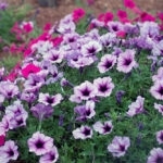 flower greenhouse