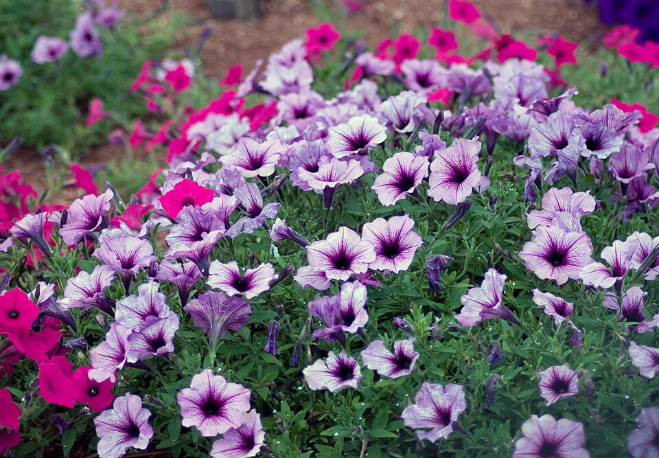 flower greenhouse