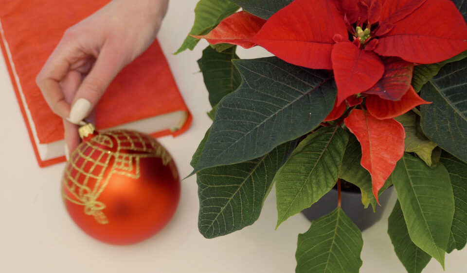 poinsettia care