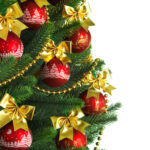 live Christmas trees