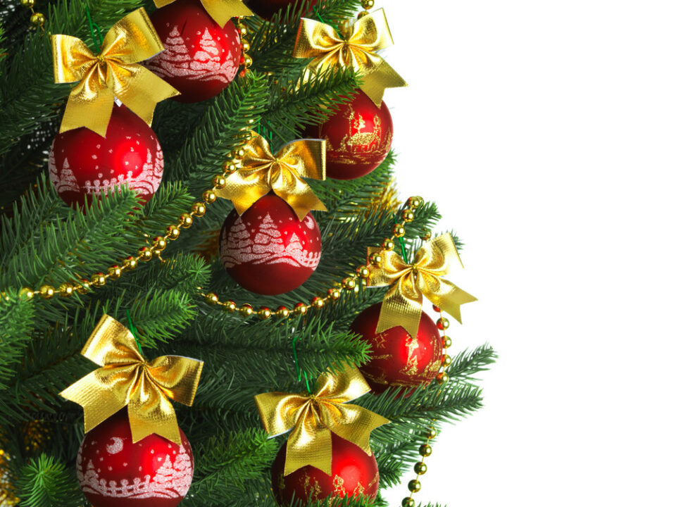 live Christmas trees