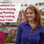 lantana
