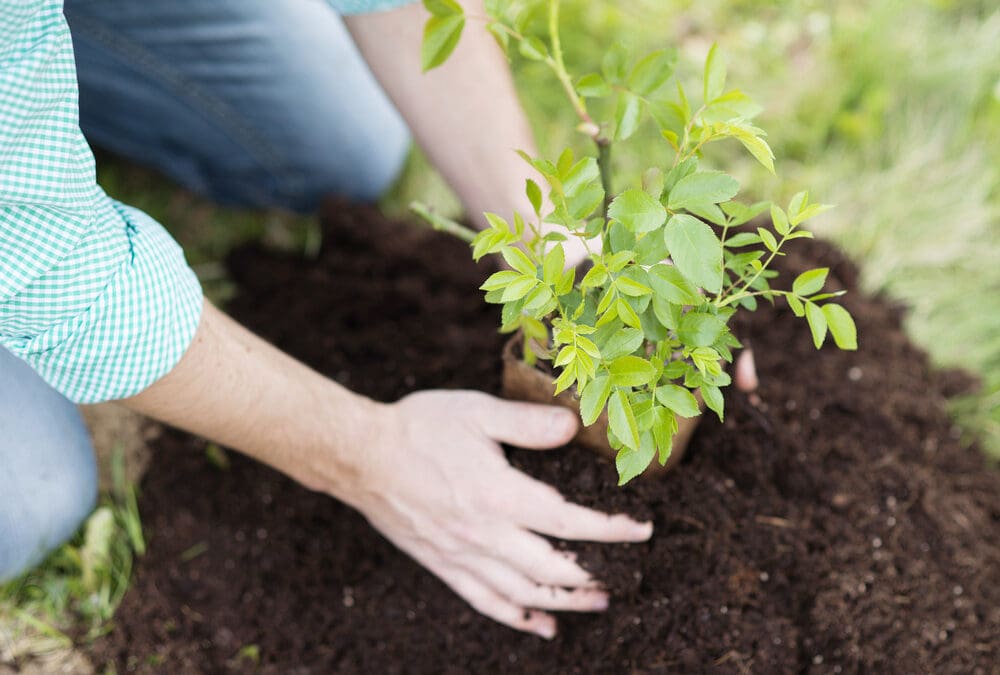 flowers for gardening