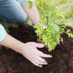 flowers for gardening
