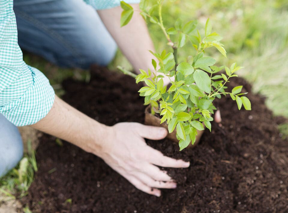 flowers for gardening